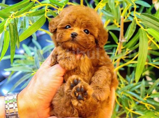Gerçek Kore Kani Toy Poodle Yavrulari̇mi̇z  görsel