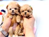Saglik Ve İrk Garanti̇li̇ Toy Poodle Yavrularimiz