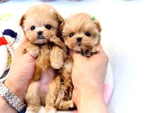 Saglik Ve İrk Garanti̇li̇ Toy Poodle Yavrularimiz görsel