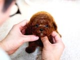 Toy Poodle Bebekleri̇mi̇z