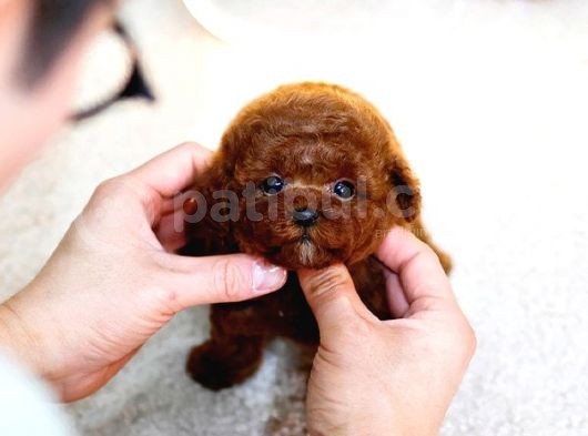 Toy Poodle Bebekleri̇mi̇z görsel