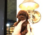 Hari̇ka Toy Poodle Yavrulari̇mi̇z
