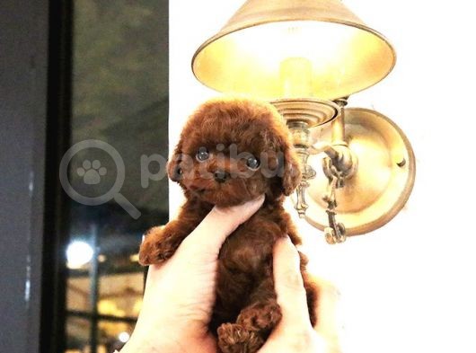 Hari̇ka Toy Poodle Yavrulari̇mi̇z görsel