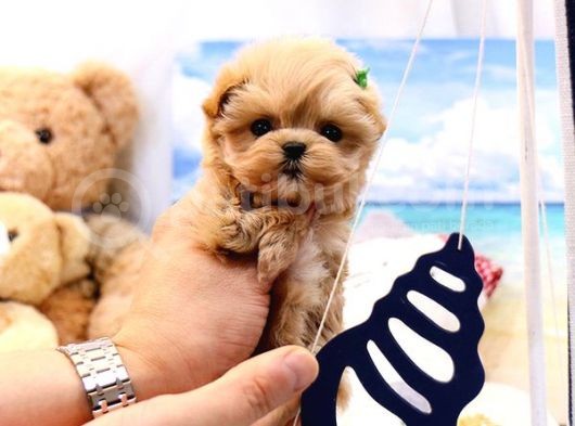 Saglik Ve İrk Garanti̇li̇ Toy Poodle Yavrularimiz görsel