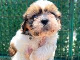 Sıfır Burun Shihtzu