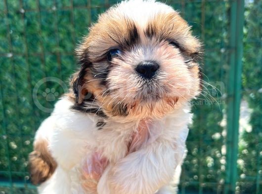 Sıfır Burun Shihtzu görsel