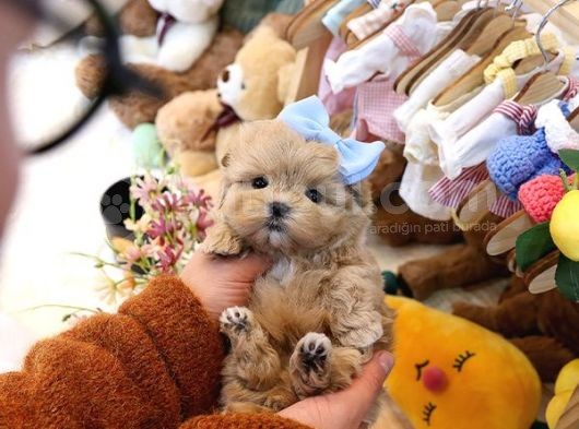 Show Kalite Toy Poodle Bebeklerim görsel