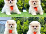 Show Kalite Pomeranian Boo Yavrular