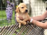 Golden Retriver Yavrulatım Sağlık Ve Irk Harantilidr