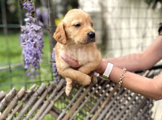 Golden Retriver Yavrulatım Sağlık Ve Irk Harantilidr görsel