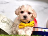 Dizayn Irk Sevimli Maltipoo Yavrular