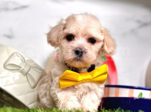 Dizayn Irk Sevimli Maltipoo Yavrular görsel