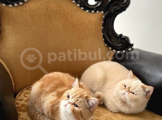 Orji̇nal Exoti̇c Shorthai̇r Çi̇ft görsel