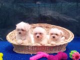 Orji̇nal Maltese Yavrular