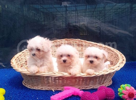 Orji̇nal Maltese Yavrular görsel