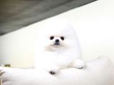 Orjinal Pomeranian