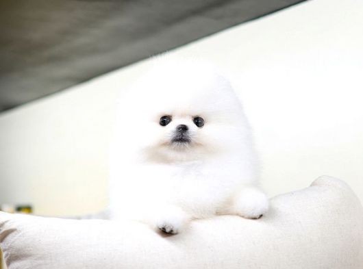 Orjinal Pomeranian görsel