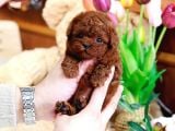 Dünyalar Güzeli̇ Toy Poodle Bebi̇şler