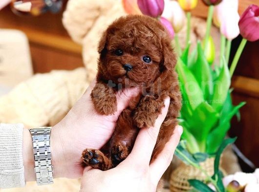 Dünyalar Güzeli̇ Toy Poodle Bebi̇şler görsel