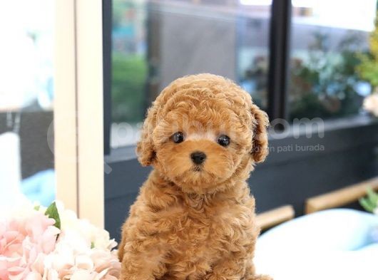 Show Düzey Toy Poodle Yavrularimiz görsel