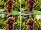 Show Kalite Toy Poodle Yavrular