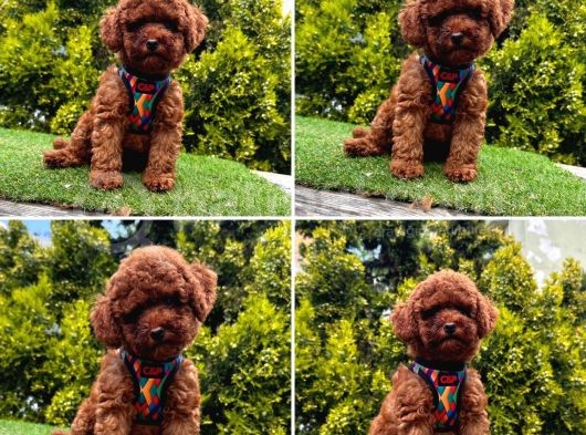 Show Kalite Toy Poodle Yavrular
