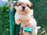 Minik Boy Shihtzu Bebeklerim