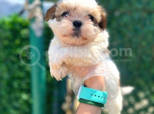 Minik Boy Shihtzu Bebeklerim görsel