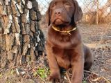 Show Güzelli̇kte Labrador Retriever Bebekler
