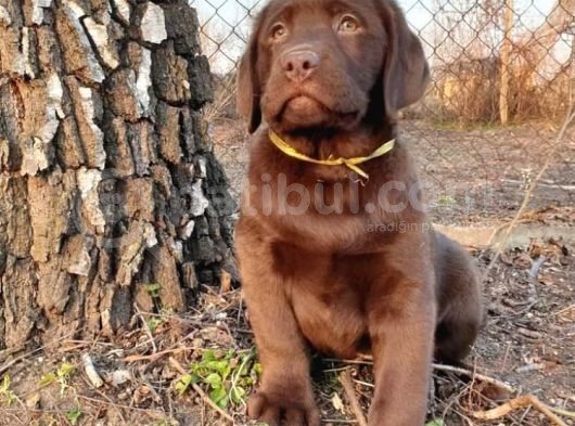 Show Güzelli̇kte Labrador Retriever Bebekler görsel