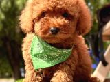 YERLİ ÜRETİM MİNİ BOY TOY POODLE YAVRULAR