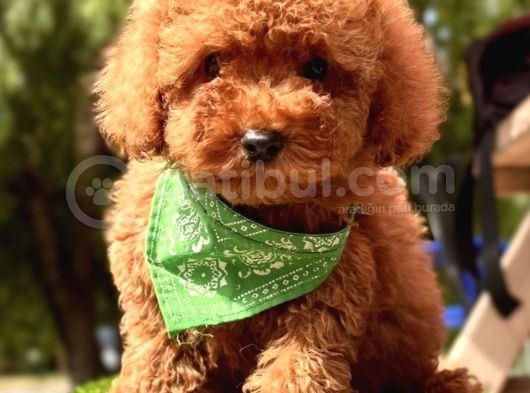 YERLİ ÜRETİM MİNİ BOY TOY POODLE YAVRULAR