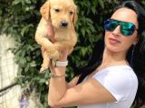 Golden Retriver Yavrulatım Sağlık Ve Irk Harantilidr
