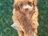 Küçük Maltipoo Yavrum
