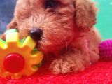Orji̇nal Toy Poodle Yavrularücretsi̇z Deği̇ldi̇r
