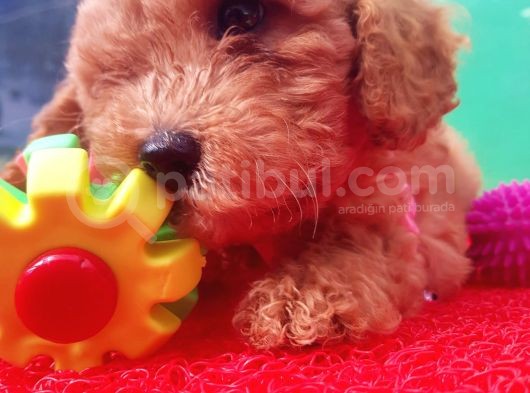 Orji̇nal Toy Poodle Yavrularücretsi̇z Deği̇ldi̇r görsel