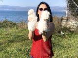 Maltese Yavrularım Sağlık Ve Irk Garantilidir