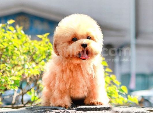 Safkan Toy Poodle Yavrularimiz görsel
