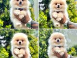 Show Kalite Pomeranian Boo Yavrular