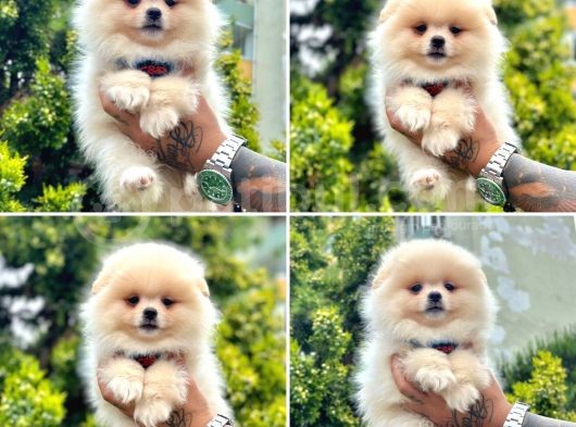 Show Kalite Pomeranian Boo Yavrular