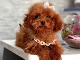 Toy Boy Poodle Bebeklerimiz