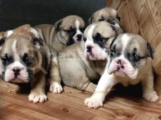 Ev Üretimi Safkan İngiliz Buldogg Yavrularımız görsel