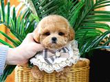 Bebek Yüzlü Toy Poodle Bebeklerimiz