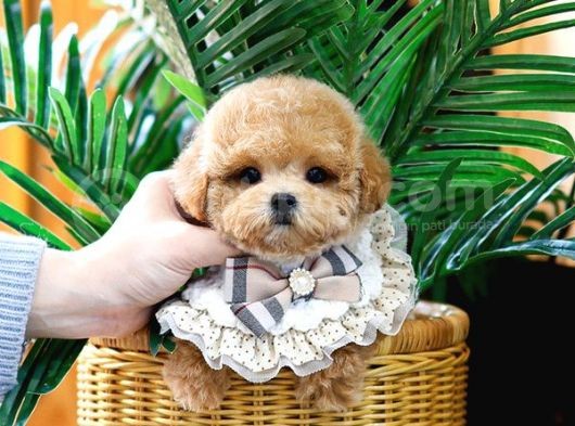 Bebek Yüzlü Toy Poodle Bebeklerimiz görsel