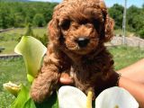 Toy Poodle