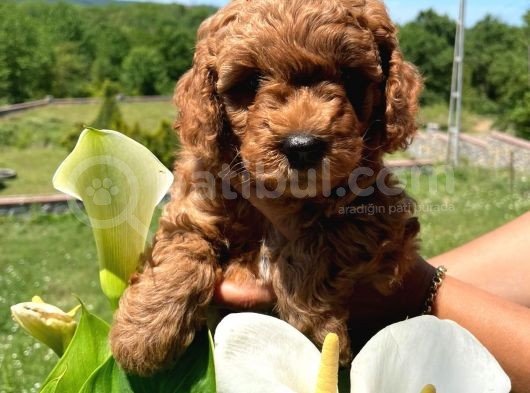 Toy Poodle görsel