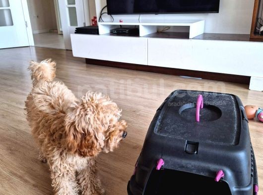 6 Aylık Dişi Poodle Yavrumuz