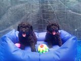 Orji̇nal Toy Poodle Yavrularücretsi̇z Deği̇ldi̇r