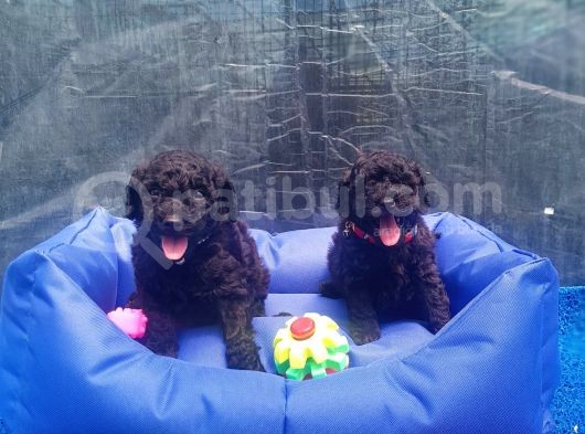 Orji̇nal Toy Poodle Yavrularücretsi̇z Deği̇ldi̇r görsel