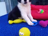 ORJİNAL BORDER COLLIE YAVRULARÜCRETSİZ DEĞİLDİR